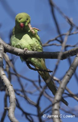 Ring-necked Parakeet