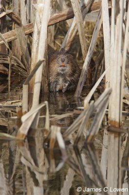 Water Vole