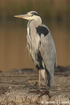 Grey Heron