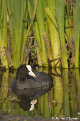 European Coot