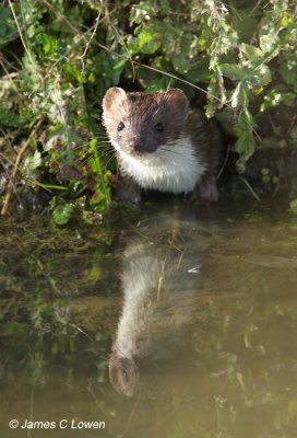 Stoat