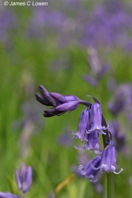 Bluebell