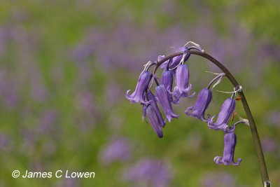 Bluebell