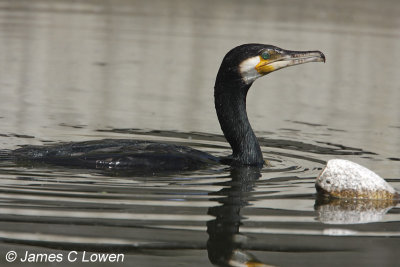 Great Cormorant
