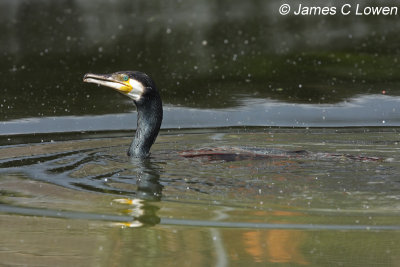 Great Cormorant