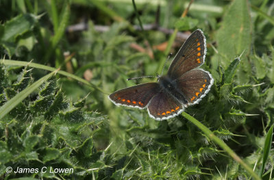 Brown Argus