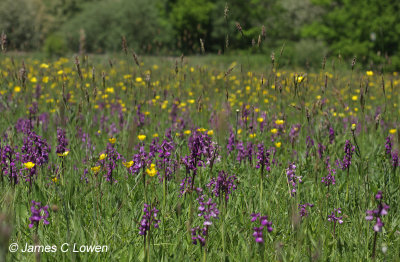 Green-winged Orchid