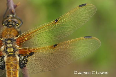 Four-spotted Chaser