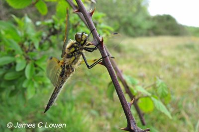 Four-spotted Chaser