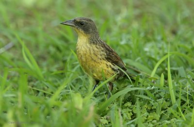  Unicolored Blackbird