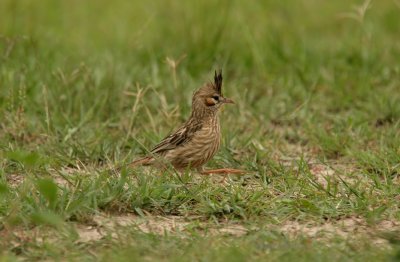 Lark-like Bushrunner