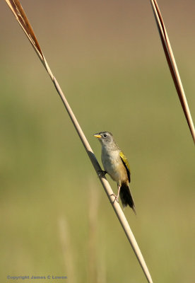 Lesser Grassfinch