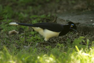 Plush-crested Jay