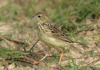 Yellowish Pipit