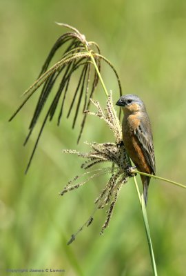 Tawny-bellied Seedeater