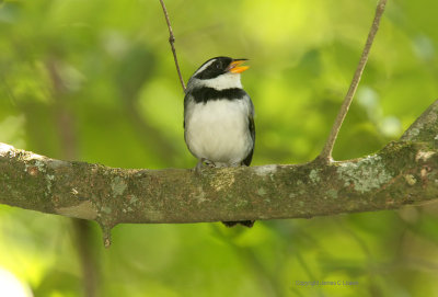 Saffron-billed Sparrow