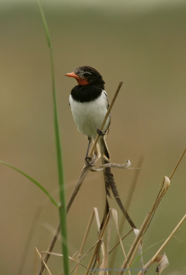 Strange-tailed Tyrant