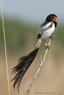 Strange-tailed Tyrant