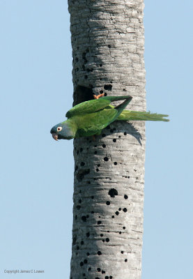 Blue-crowned Parakeet