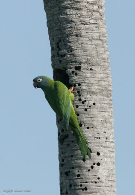 Blue-crowned Parakeet