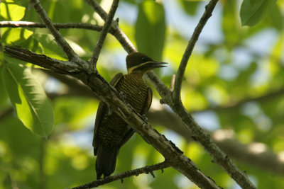 Golden-green Woodpecker