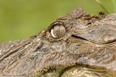 Broad-nosed Caiman