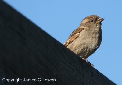 House Sparrow