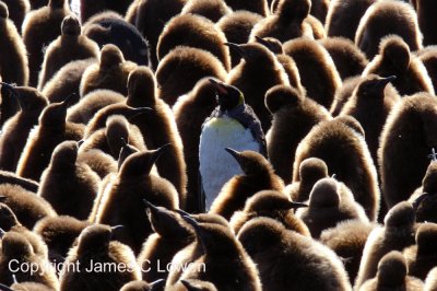 22. Guarderia infantil de pinguinos rey