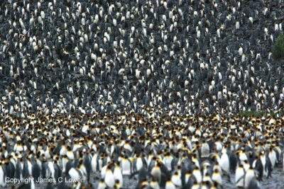 7. Colonia de pinguinos rey