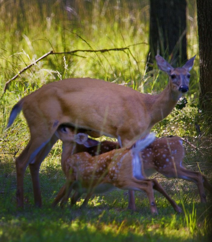 Whitetail Doe Nursing Twin Fawns