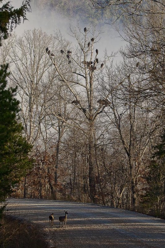85381 buzzards and whitetails at steel creek web.jpg