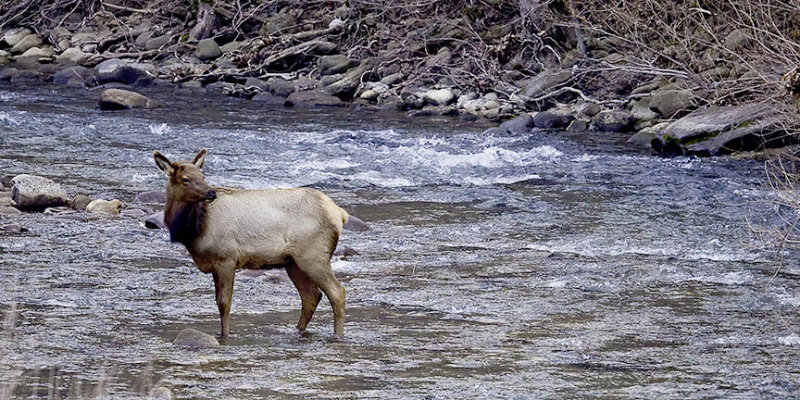 93305 cow elk crossing the buffalo.jpg