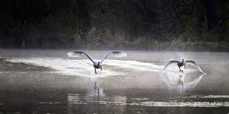97132 trumpeter swans taking off 6x12 web.jpg