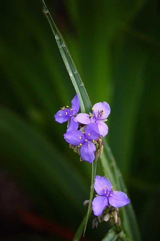 104909-blue-spiderwort-12x8-web.jpg