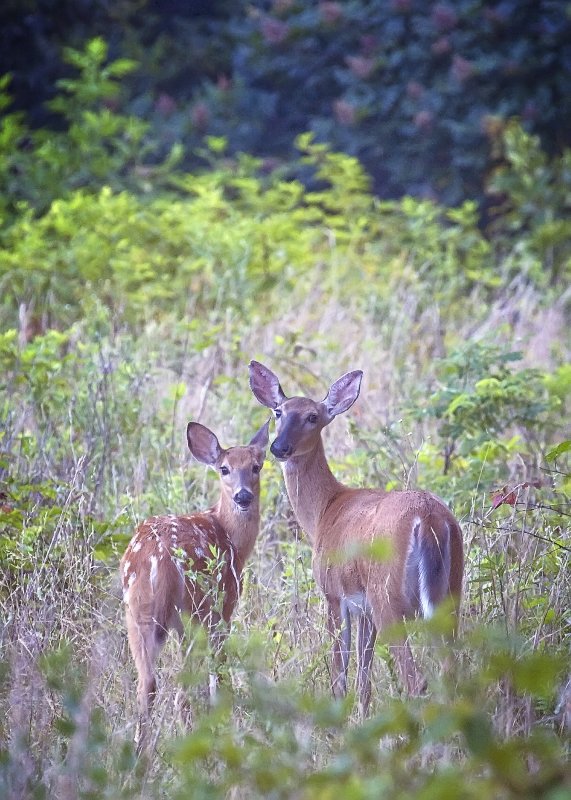 Doe and Fawn Posing