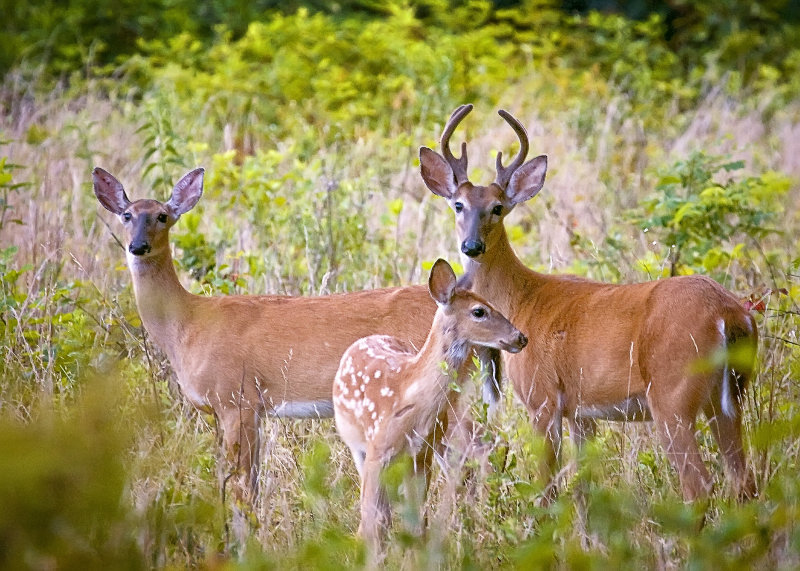 Buck, Doe and Fawn