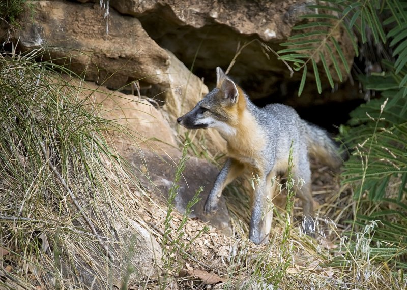Juvenile Gray Fox on Bluff Face