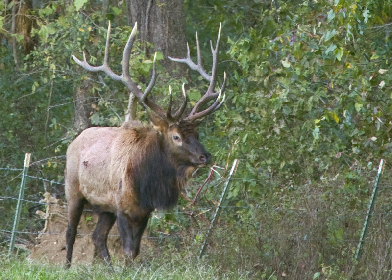 7x8 Bull Elk Along Fenceline