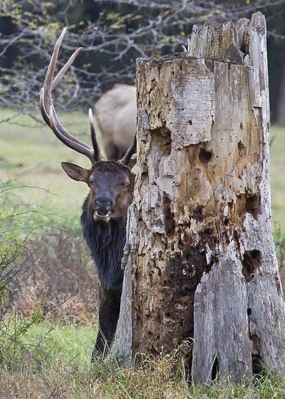 Bull Elk Peeking Around Stump