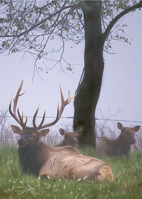 Elk Bedding in the October Fog
