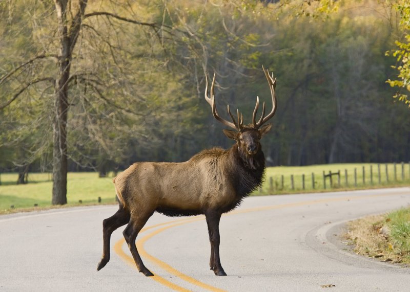 Bull Elk Crossing 43 at Ponca