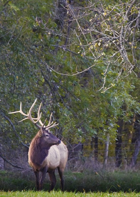 Bull Elk at Forest's Edge