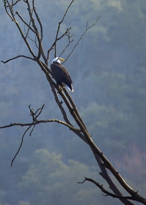 Arkansas Bald Eagle