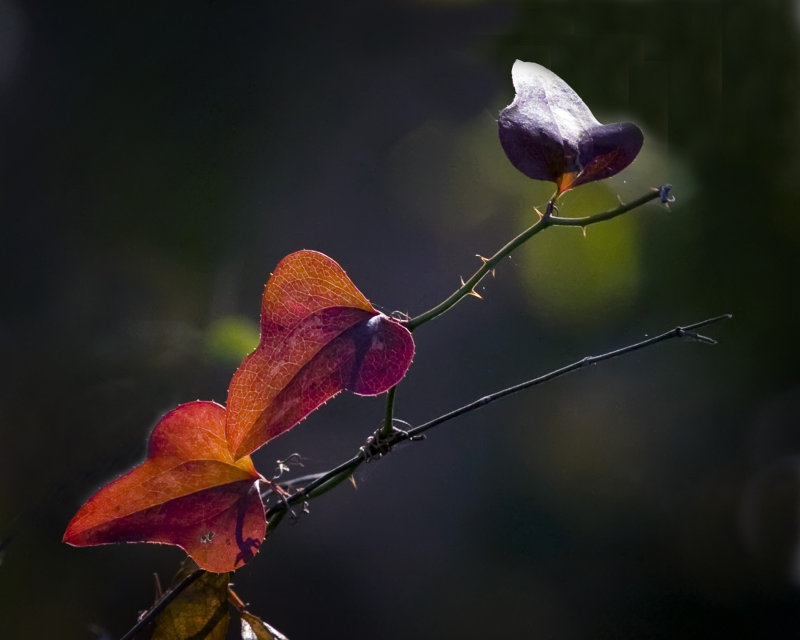 Fall Green Thorn