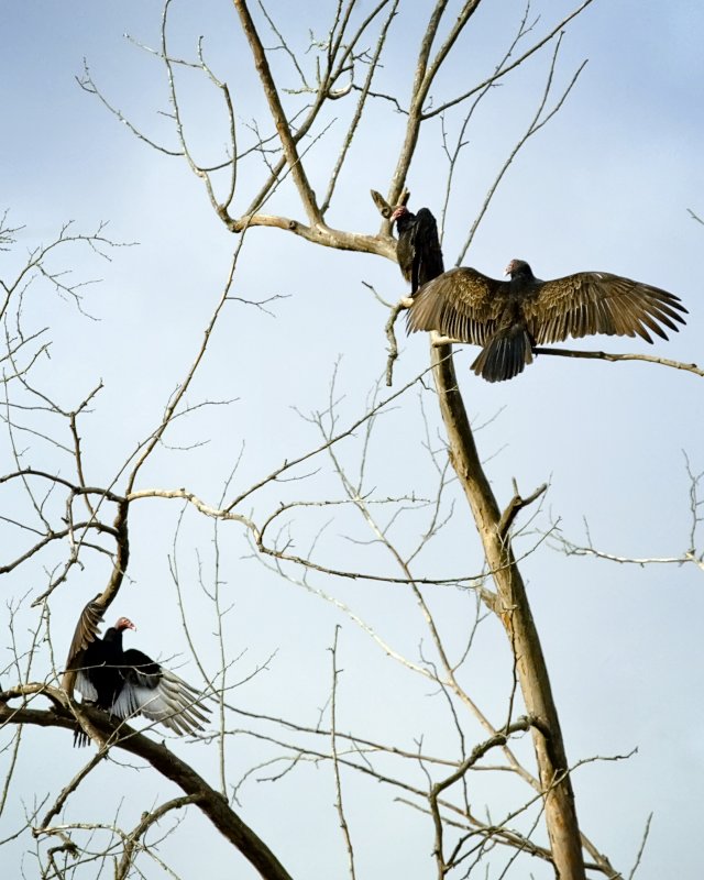 Three Sunning Buzzards