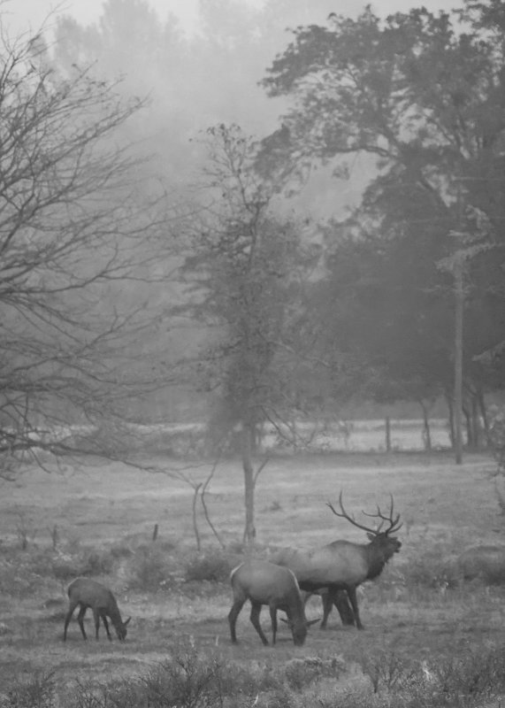 Elk on Foggy Morning