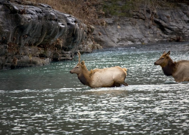 Spike and Cow Elk Crossing Buffalo