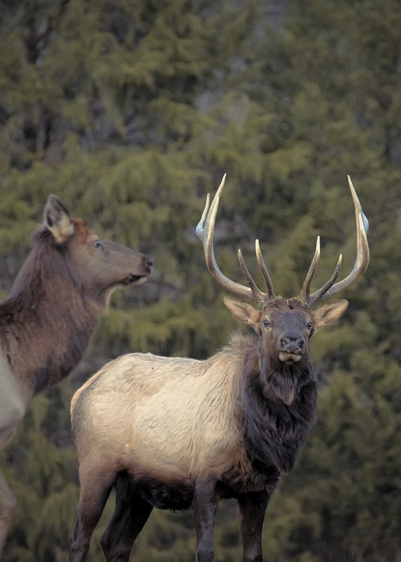 Elk at Dusk in Lost Valley