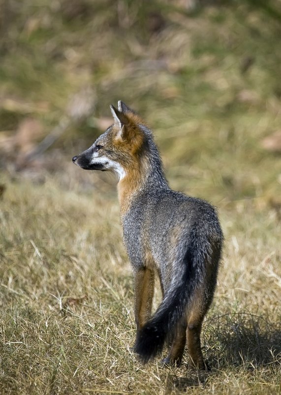 Juvenile Gray Fox Looking Around