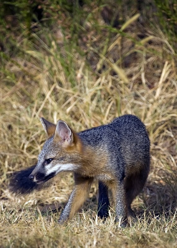 Juvenile Gray Fox Turning Around